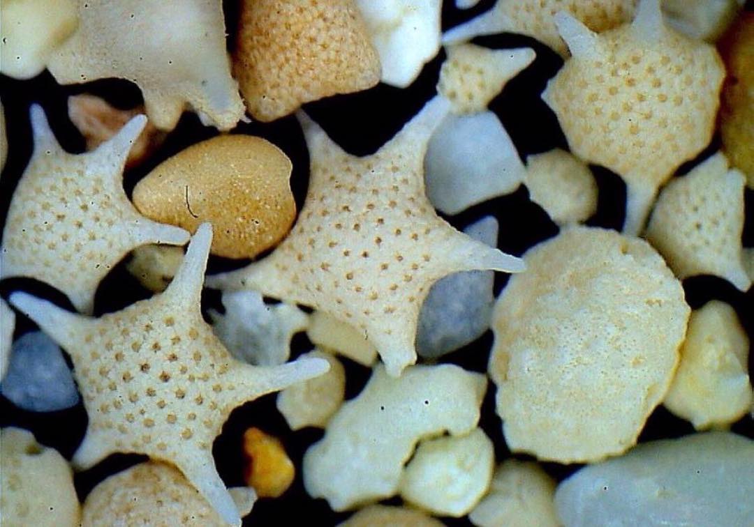 Những hạt cát hình ngôi sao ở biển Hoshizuna no Hama
